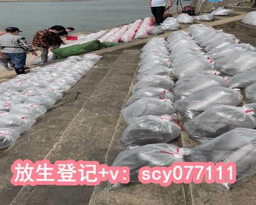 流产后放生多少条鱼合适，圆满放生：适合干法暂养的鳝鱼放生3