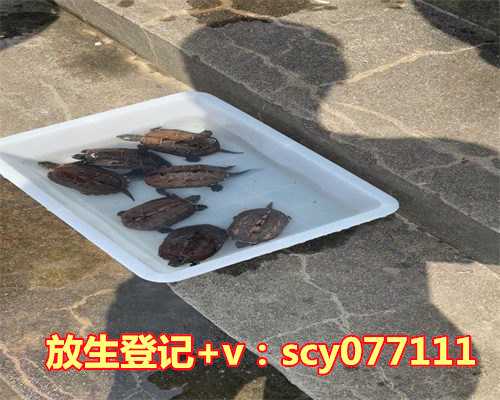 冬天甲鱼适合放生吗，养鱼养招财适合养几条好？