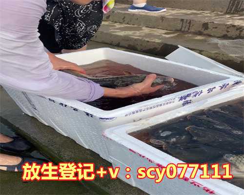 北京适合放生的水域是哪里，胡同没了还是北京吗