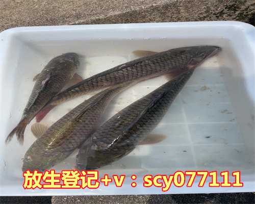 2023年放生节是哪一天，财神爷的生日是哪天？