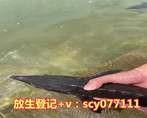 红鲤鱼怎么放生，许昌市民自购千斤鲤鱼放生北海