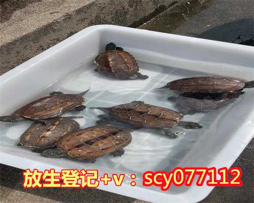 拉萨怎么放生乌龟,拉萨冬天养的锦鲤放生可以吗,拉萨放生公鸡在哪里放生