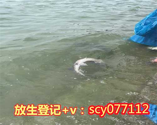 乌龟放生感恩视频，阴历十四放生乌龟