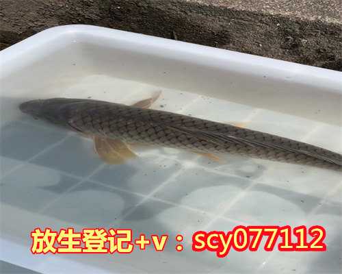 冬季放生什么鱼好养活，放生，放什么好？