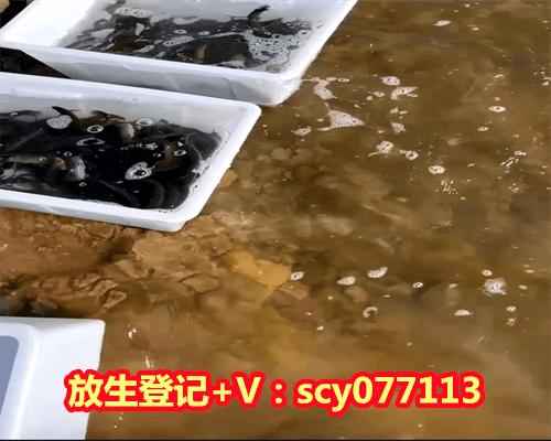 乌龟放生为何回头看主人，乌龟怎么放生？