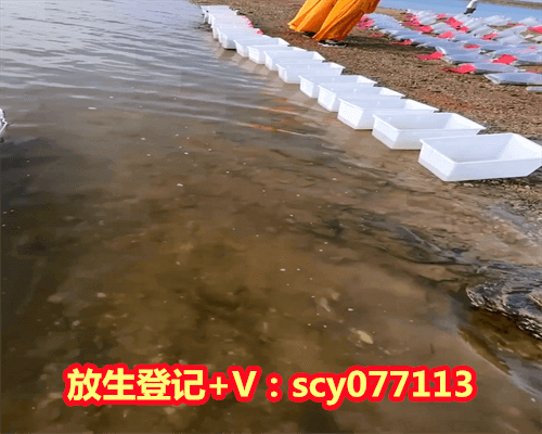 2023年9月乌龟放生吉日时辰表，每日属相运势2023年8月1日特吉生肖运势