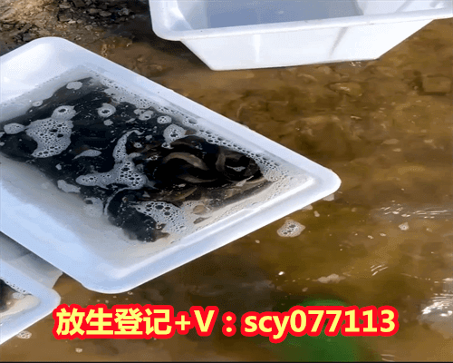 农历2023年8月放生吉日查询，2023年8日五行衣查询？