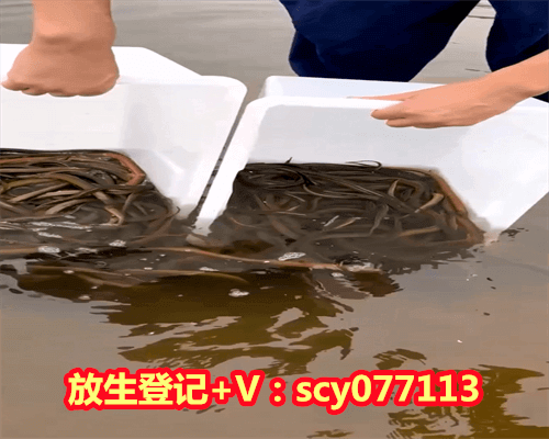 买鱼放生有什么说法没，鳝鱼放生时需要注意些什么？