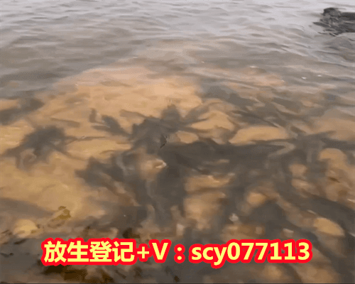 乌龟能放生到池塘里吗，圆满放生：适合干法暂养的乌龟放生3（1）