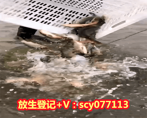 <strong>放生乌龟祈福的句子，乌龟放生可不可以转运1</strong>