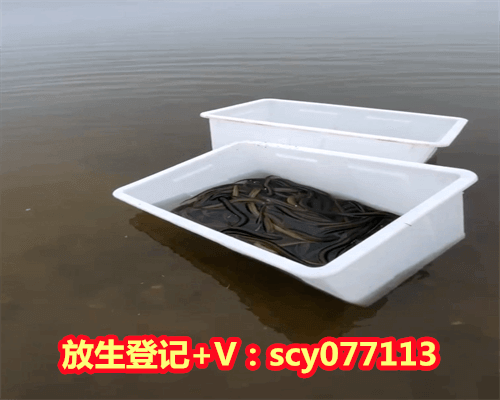 养野鸟然后放生，小女孩用零花钱买下“怪鸟”送野保站放生