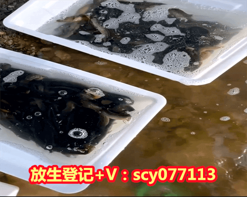 2023放生街是哪一天开业，财神爷生日是哪一天