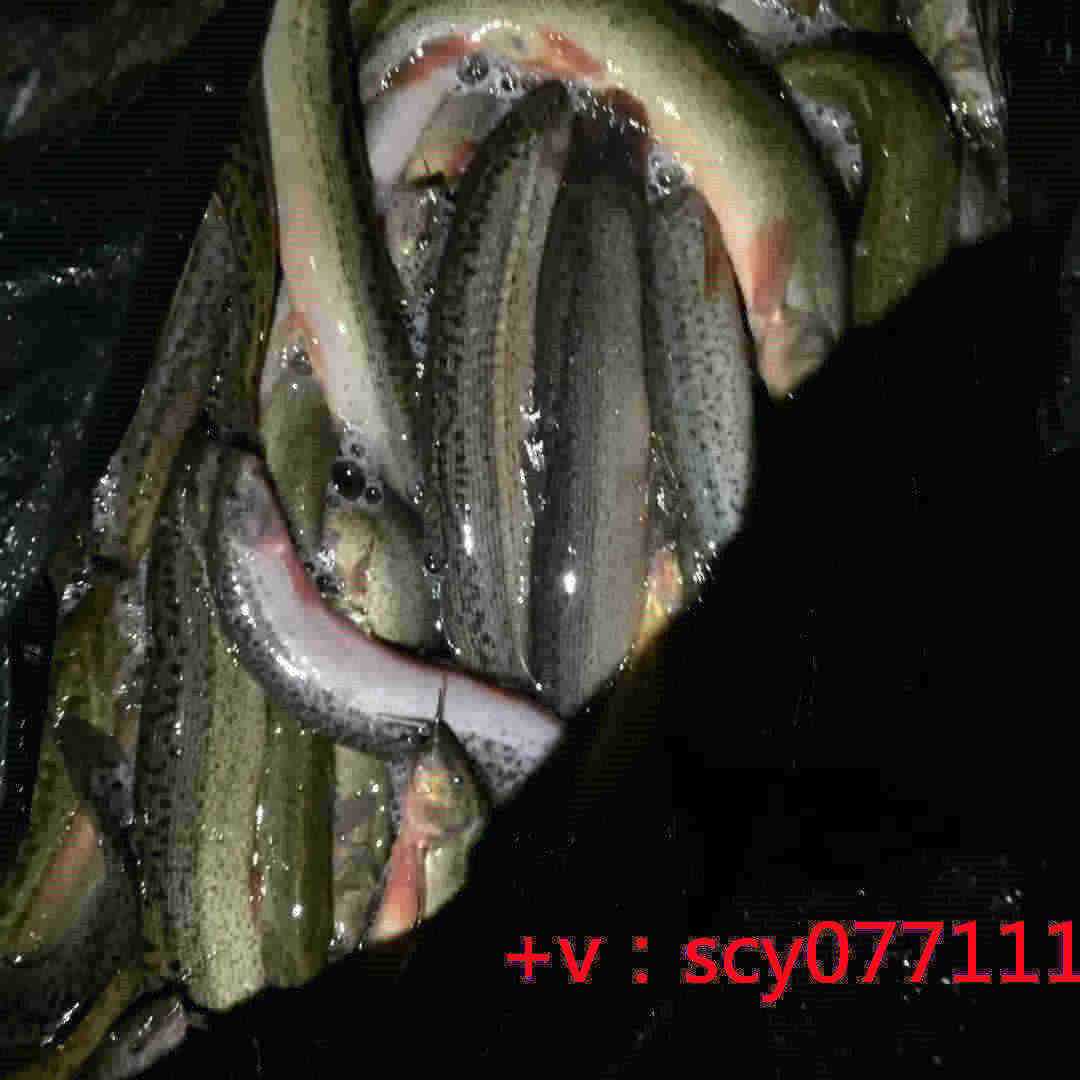 秋季适合放生什么植物，秋季养生适宜喝什么粥？