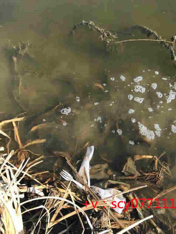 石家庄正月初一放生,石家庄爱心放生,石家庄适合放生的鱼类有哪些